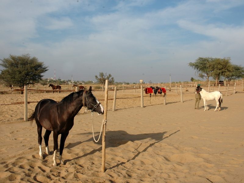 camels & horses edited